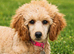 6 month old female Miniature poodle