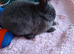 Pure bred Netherland Dwarf Boy