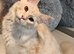 Maine Coon kitten