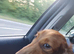 Long hair min dachshund