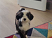Tibetan terrier girl 11 weeks old