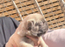 French bulldog puppies