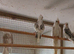 Dna'd pairs and spare hens.