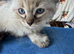 Ragdoll kittens