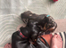 Dachshund for sale