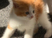 Milo need's a forever home
