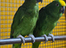 Baby Yellow Crowned Amazon Talking parrot,13