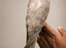 Baby handreared 8 week old cocaktiel