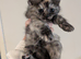 Gorgeous 3/4 maine coon kittens, each come with kitten pack