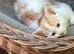 Beautiful kittens ready now