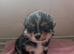 Boy pomchi puppy 9 weeks old