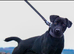Working patterdale