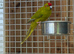 Kakarikis
