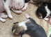 Chinese Crested hairless and powderpuff puppies girls /boys