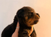 1 beautiful boy Rottweiler pup