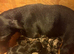 KC Lines | Miniature Dachshund Puppies
