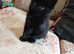 Playful Black Kitten.  30. pounds.