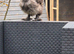 Silkie hatching eggs many colours to choose from
