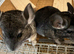 Beautiful 3 month old, Standard Grey Sisters. &pound;90 each