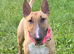 1yr old red bull terrier bitch