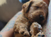 Cavapoo puppies