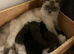 Ragdoll x Kitten