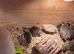Coturnix Quail chicks