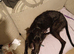 Greyhound cross