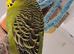 Budgie for sale