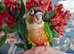 Conures Hand reared – PBFD & APV Negative DNA Sexed £350 Each