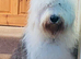 Old English sheepdog puppies due September!