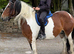 Zafir 14hh 8 year old cob mare