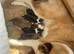 ( 1 GIRL LEFT) 9 beautiful akita x puppies for sale