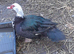 Muscovy drakes