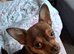 Tea cup chihuahua
