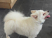 Beautiful Purebred Pomeranian Boy - 2 Years Old - With Pedigree & Passport