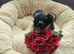 Lovely puppies for sale