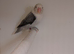 Mutation Lovebirds