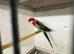 Female golden mantled rosella