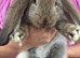 Quality French Lop Bunnies Ready Soon