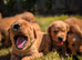KC Working Golden Retriever Puppies