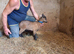 Pygmy Goats