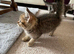 British Blue Shorthair kittens