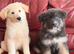 Ready to leave quality GSD pups 1 female left