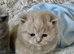STUNNING PEDIGREE BRITISH SHORTHAIRS