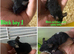 Baby boy fancy mice for sale