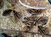 50 Jambo Quail Chicks (1 week)