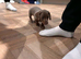 Dachshund