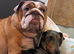 Female English Bulldog