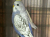 5 beautiful baby budgies 7 months old